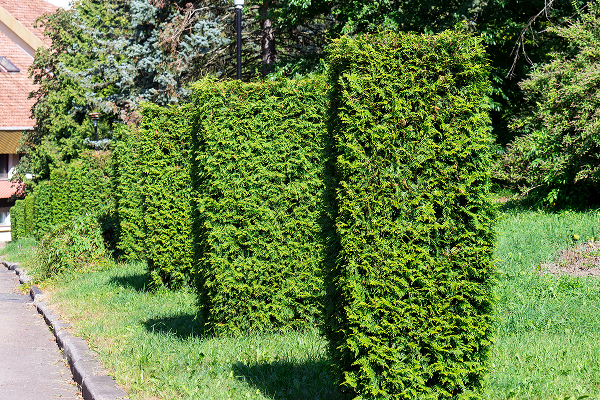 shutterstock_1665686677